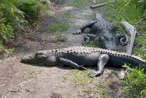 Отважный велосипедист потревожил покой аллигаторов