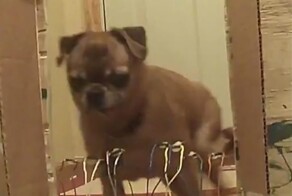 Деликатная проблема с собакой