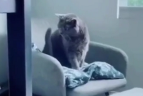 Кот пытается справиться со своим хвостом