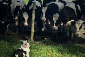 Не ищите здесь смысл. Здесь в основном маразм