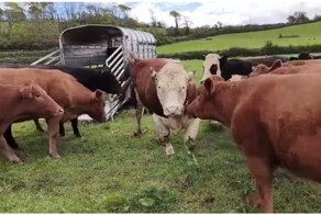 Коровы встречают быка Самсона