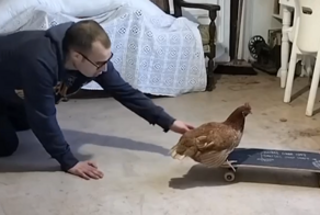 Парень обучает курицу трюкам на скейте