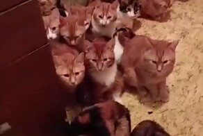Больше десятка кошек вынуждены жить в крошечном коридоре квартиры