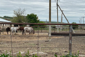 «Там полный букет»: волонтеры, рассказавшие об убийстве лошадей в Ставрополье, призывают следствие копать глубже