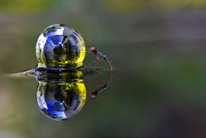 Насекомые на росе (6 фото)