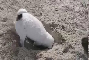 Пёс  увлечённо копает яму на пляже