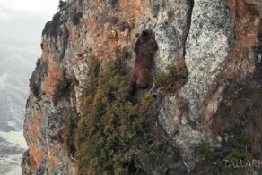 Медведь-альпинист  ловко забирается по скалам