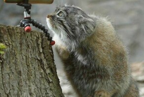 Намешалось