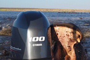 В Намибии бегемот напал на лодку с туристами