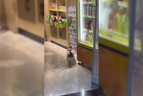 На видео попал кот, который попытался сбежать, но застрял в текстурах