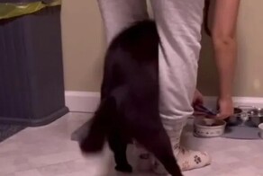 Нетерпеливый кот пытается добраться до миски с кормом