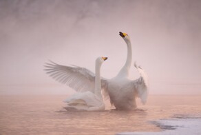 На общую тему&nbsp;