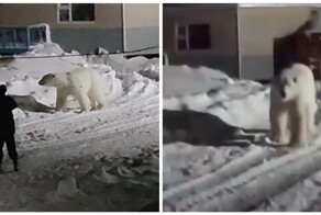 Незваный гость в селе
