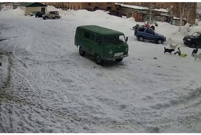 Стая собак напала на девочку в Красноярском крае