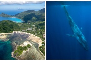 Синие киты вернулись к берегам Сейшельских островов