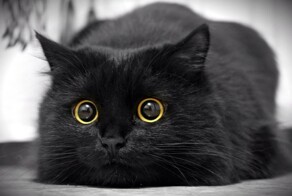 Чёрная кошка: суеверия и приметы
