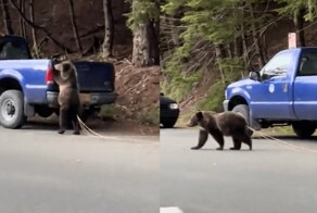 Бедный мишка: фотографы обнаружили медведя, который тащит за собой огромного ленточного червя