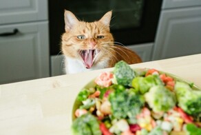 Парень собрал девайс, который не даст коту своровать еду на кухне