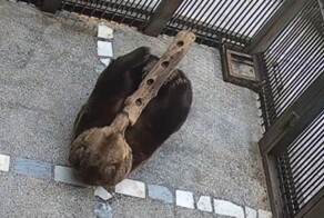 Медведица Бусинка играет с бревном