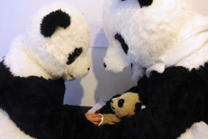 Жизнь детеныша панды (9 фото)