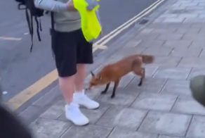 Лиса атаковала мужчину, заявлявшего, что лисы дружелюбны