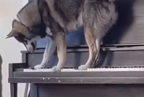 Пёс-музыкант представил миру новую композицию