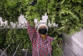 В Таиланде собираются снова запретить каннабис