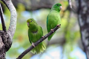 Биологи выяснили причины, по которым попугаи уничтожают или усыновляют чужих птенцов