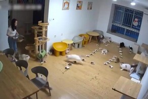 Кошачья паника
