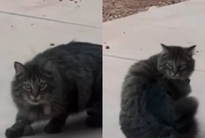 «Куда убежал?»: невнимательный котик показал, почему не стоит играть с едой