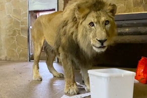 Лев Адам из Ленинградского зоопарка отметил 18-летие