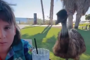Пернатый бандит отнял сэндвич у мальчика