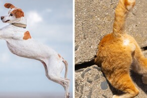 День не задался? Тогда финалисты Comedy Pet Awards поднимут вам настроение