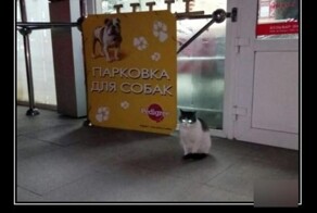 Демотиваторы дня: челябинские сварщики, видеорегистратор и пицца