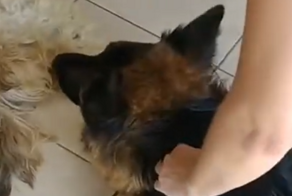 Собака начала оплакивать своего друга, посчитав, что он мёртв