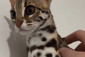 Очаровательная азиатская леопардовая кошка