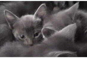 Корзина мурлыкающих котят