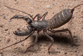 Жуткое существо которое может поселиться в вашем доме