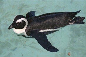 Очковые пингвины могут исчезнуть через 11 лет