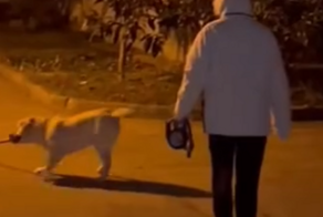 Хозяйка присоединилась к собачьей забаве