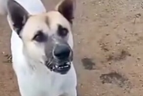 Почему мужчины живут меньше женщин