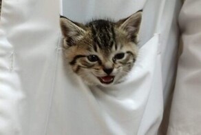 30 милых и трогательных фото из жизни ветеринаров