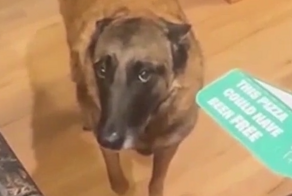 Собачьи муки совести