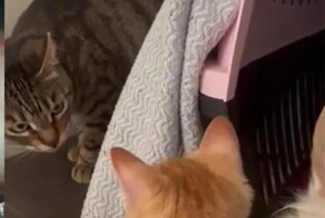Кот удивлён действиями своего товарища