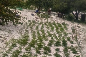 "Хана картошке": жители Анапы пожаловались на град, побивший урожай