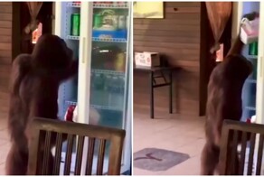 Орангутан забрал напиток из холодильника