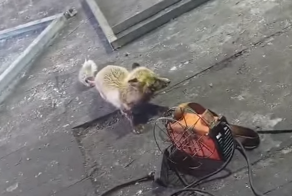 Как ведёт себя лиса при бешенстве