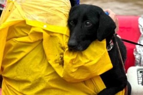 Из наводнений в Бразилии спасают тысячи животных