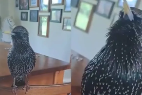 Птица-говорун: скворец, имитирующий речь хозяйки