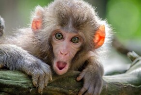 В Хабаровском крае сбежавшая мартышка нападает на жителей местного посёлка